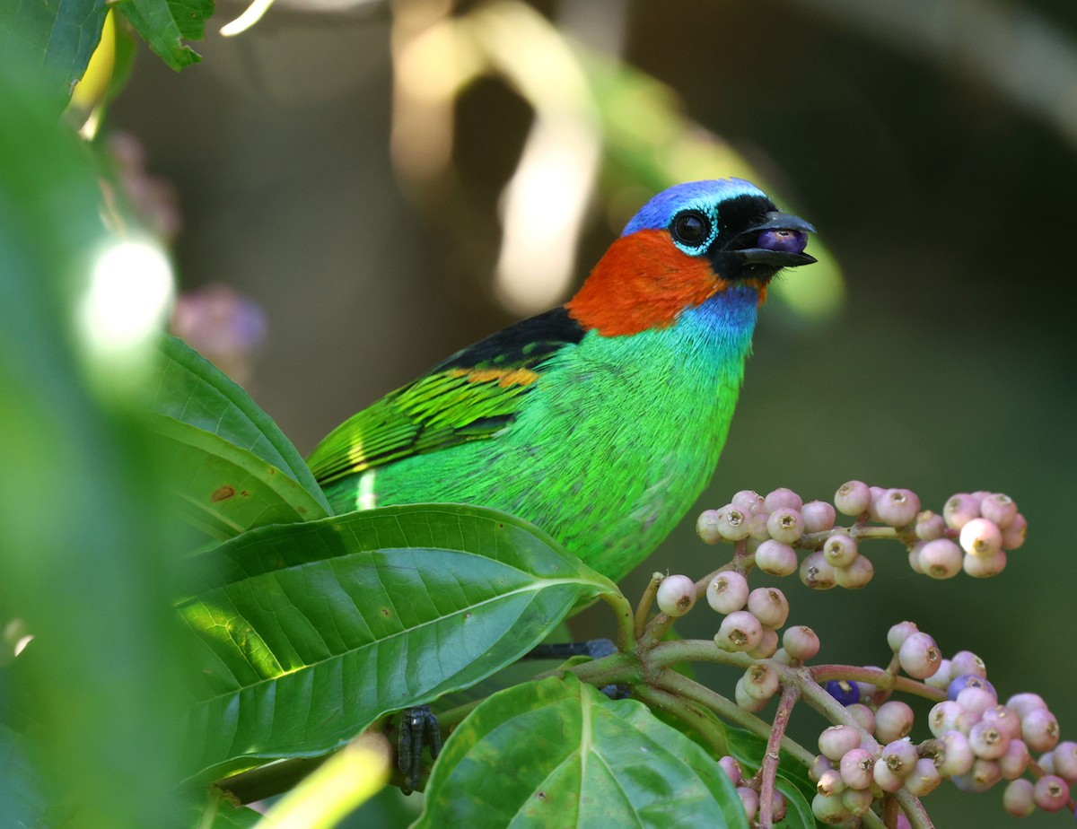 Red-necked Tanager - Miguel Podas