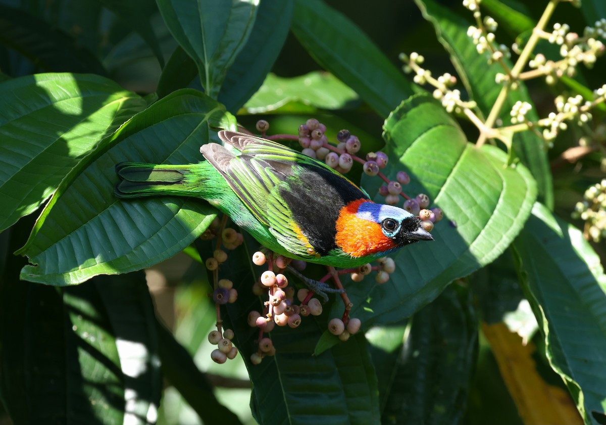 Red-necked Tanager - Miguel Podas