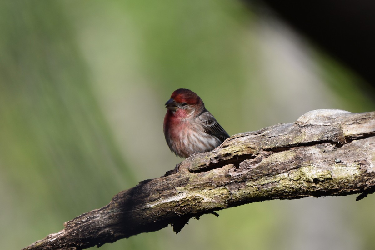 House Finch - ML619493503