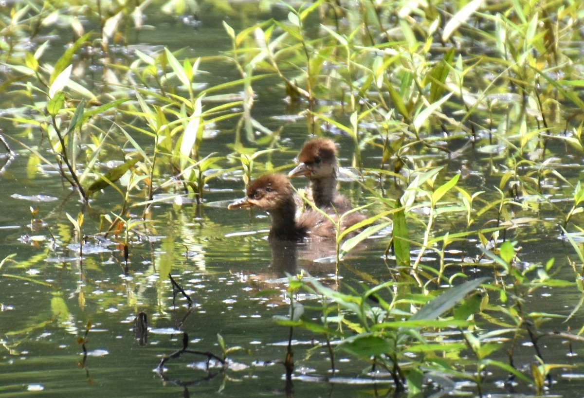 Hooded Merganser - Duncan  Fraser