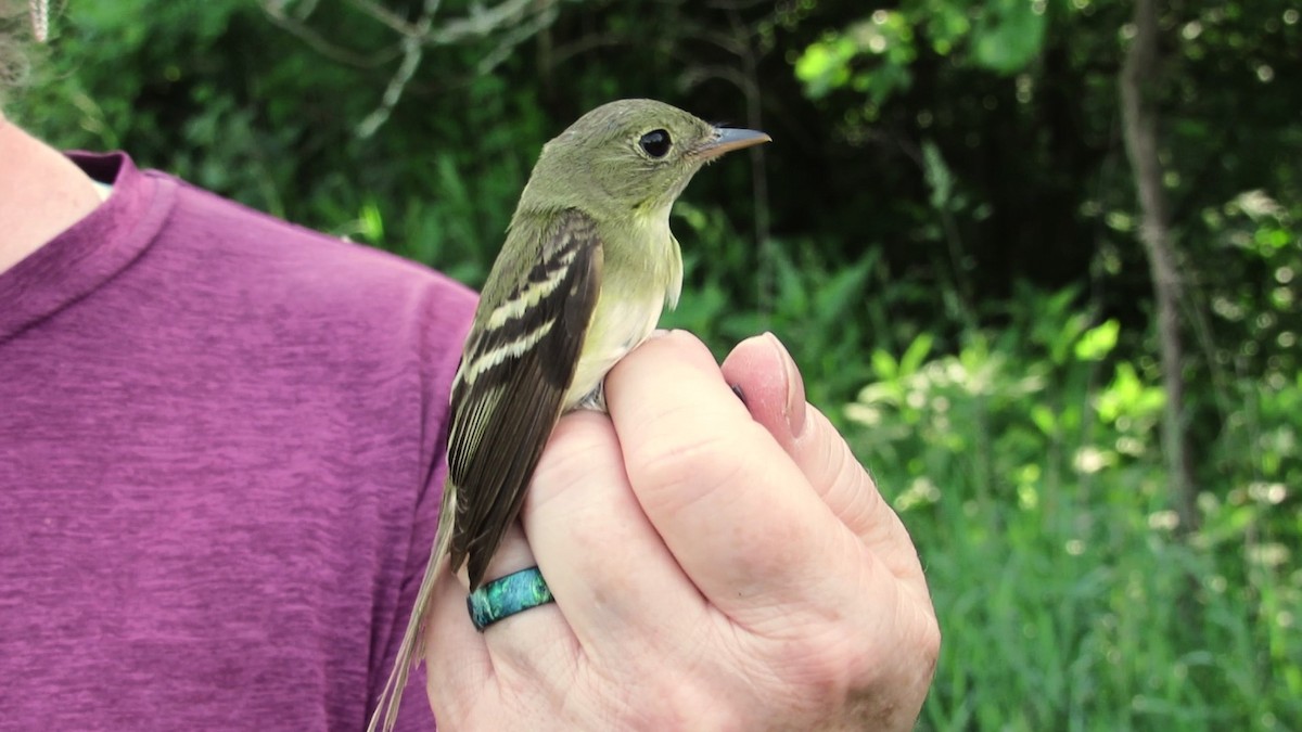 Yellow-bellied Flycatcher - Fred Kachmarik