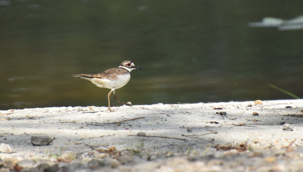 Killdeer - Duncan  Fraser