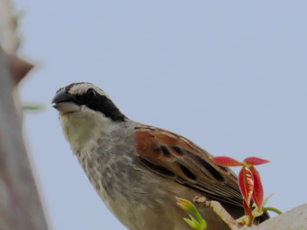 Stripe-headed Sparrow - John Kugler