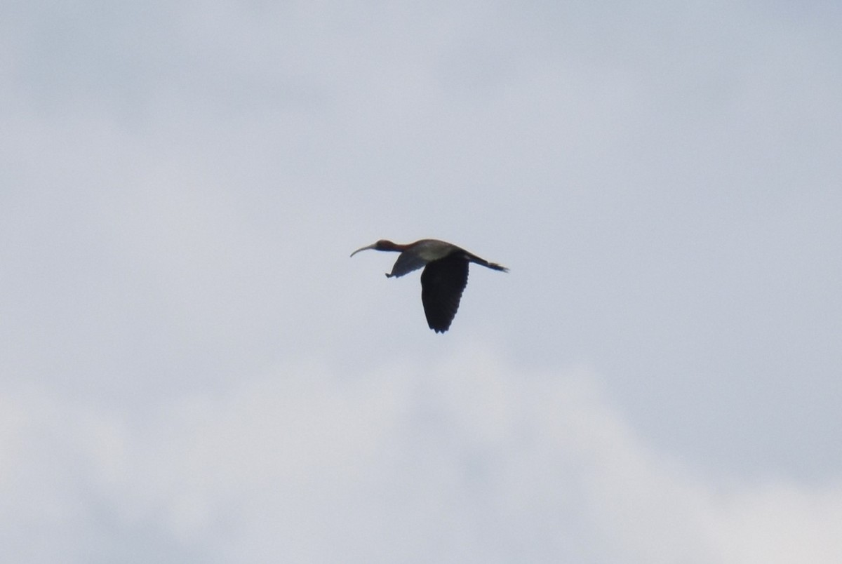 Glossy Ibis - Duncan  Fraser