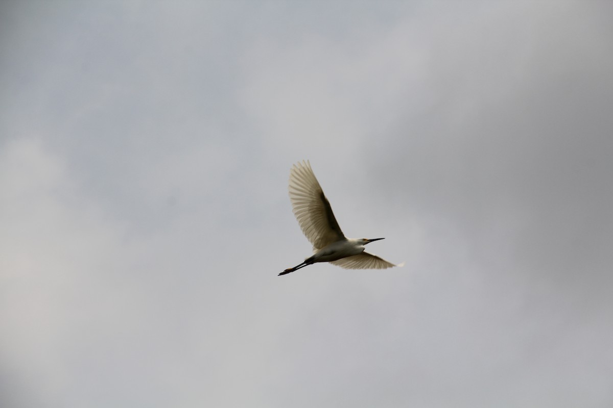 Snowy Egret - Texas Bird Family