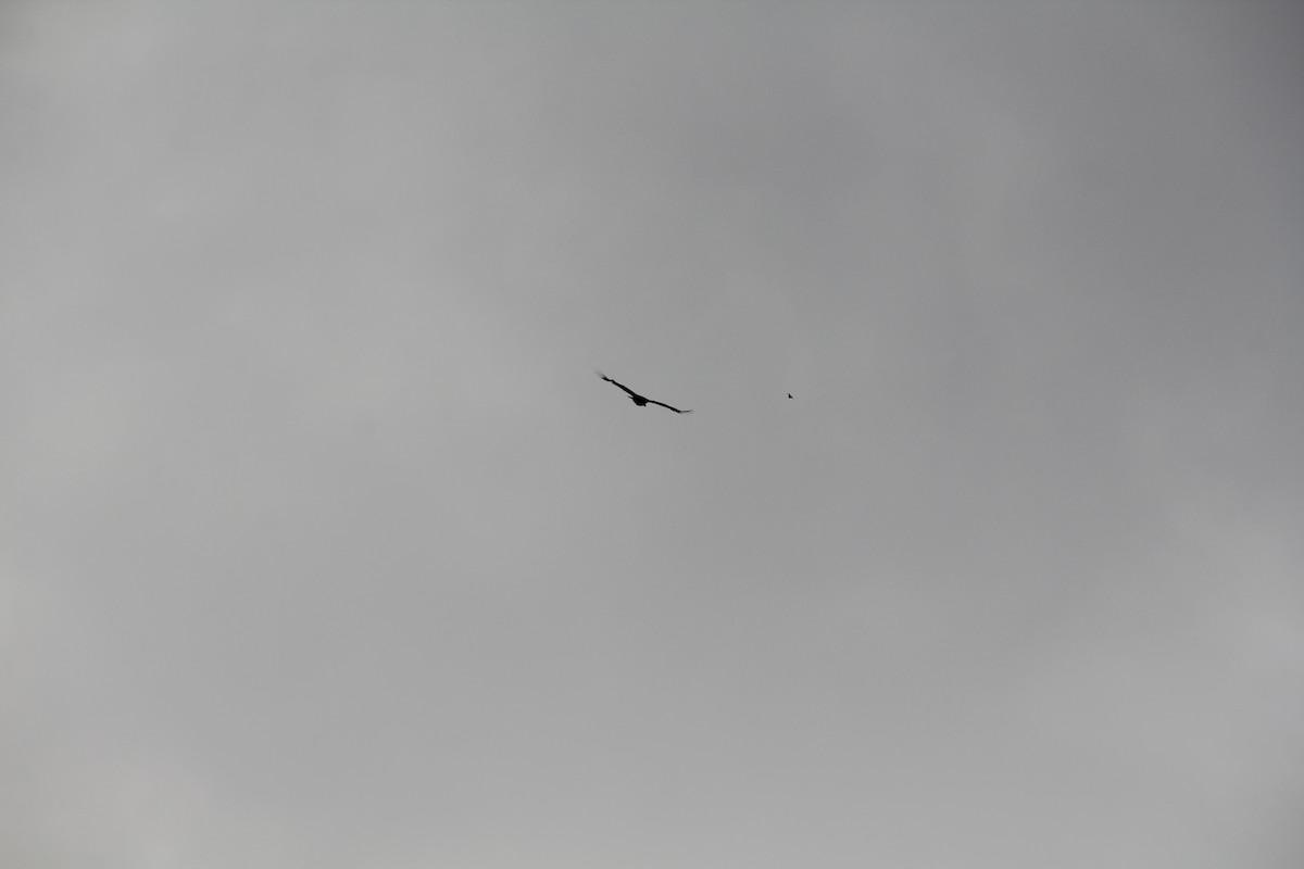 Turkey Vulture - Texas Bird Family