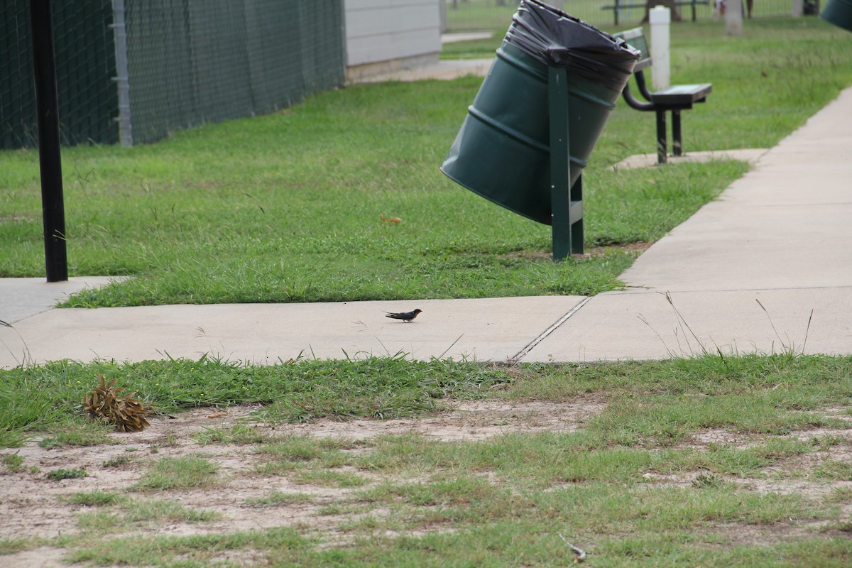 Barn Swallow - Texas Bird Family