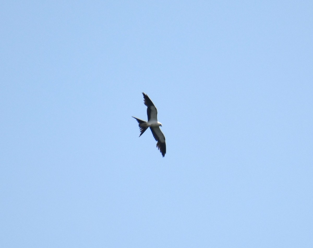 Swallow-tailed Kite - Duncan  Fraser