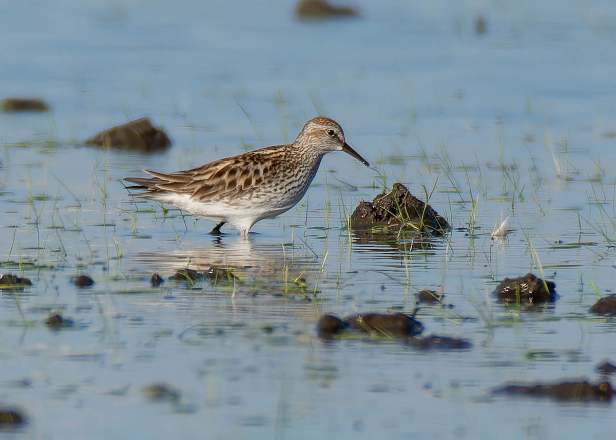 White-rumped Sandpiper - Luis Albero
