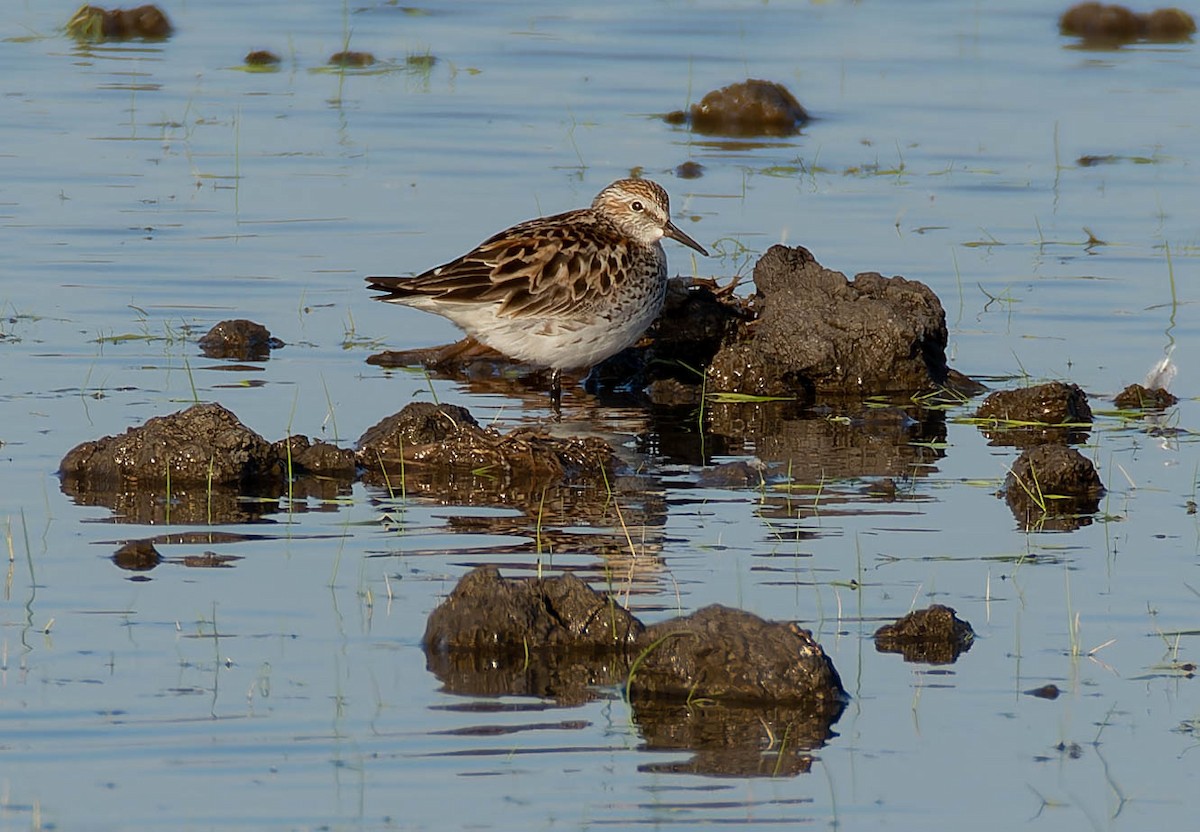 White-rumped Sandpiper - Luis Albero