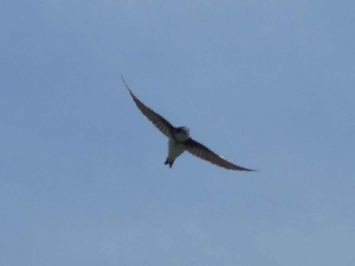 Bank Swallow - Matthew Hart