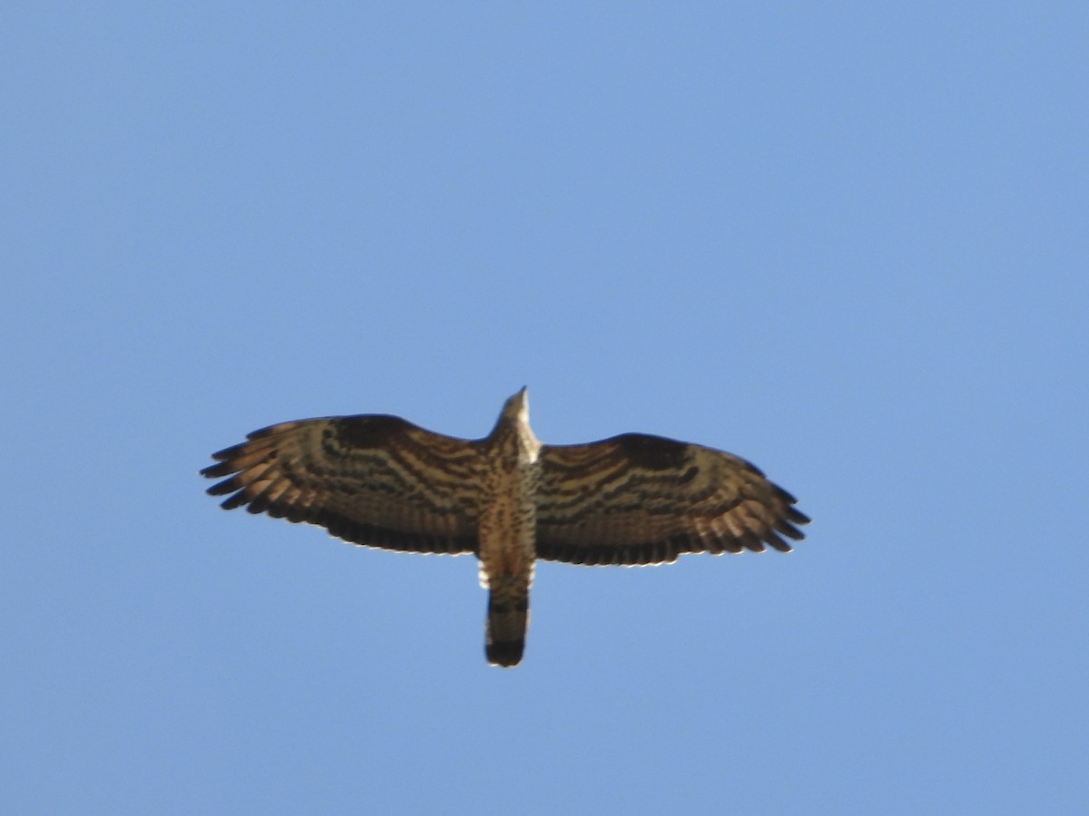 European Honey-buzzard - Jose Manuel Reyes Paez