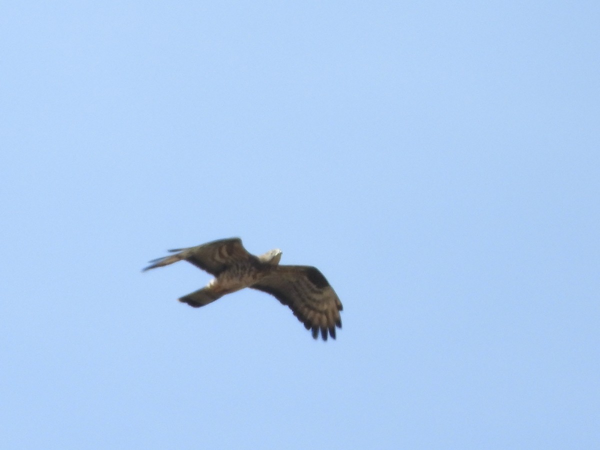 European Honey-buzzard - Jose Manuel Reyes Paez