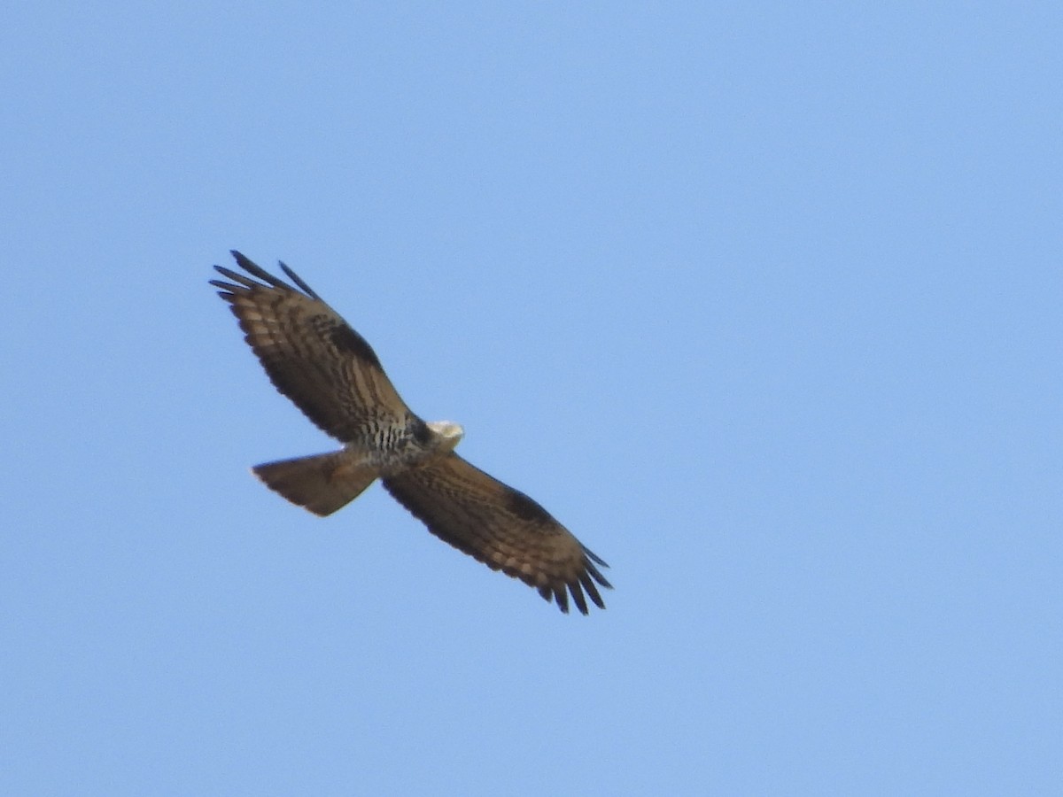 European Honey-buzzard - Jose Manuel Reyes Paez