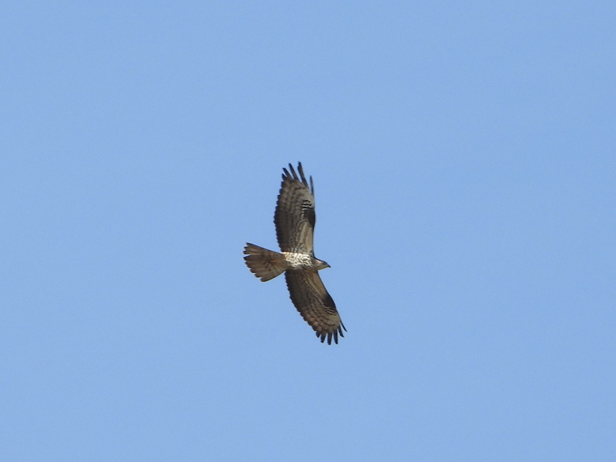 European Honey-buzzard - Jose Manuel Reyes Paez