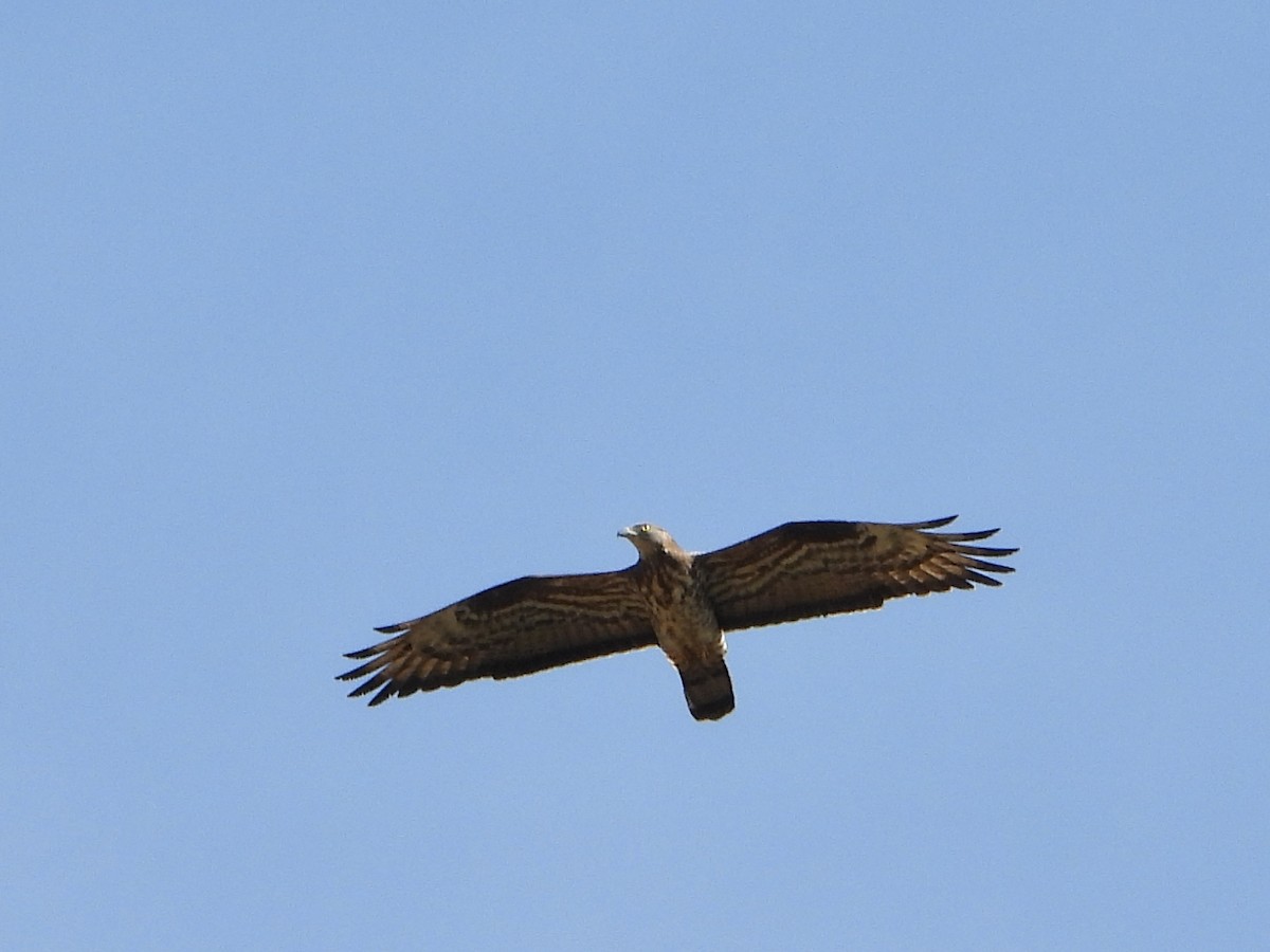 European Honey-buzzard - Jose Manuel Reyes Paez