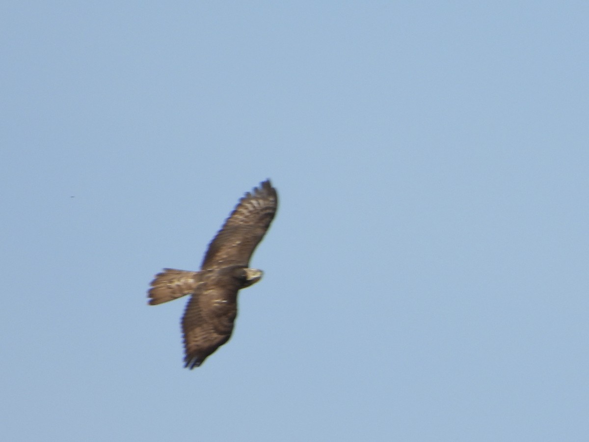 European Honey-buzzard - Jose Manuel Reyes Paez