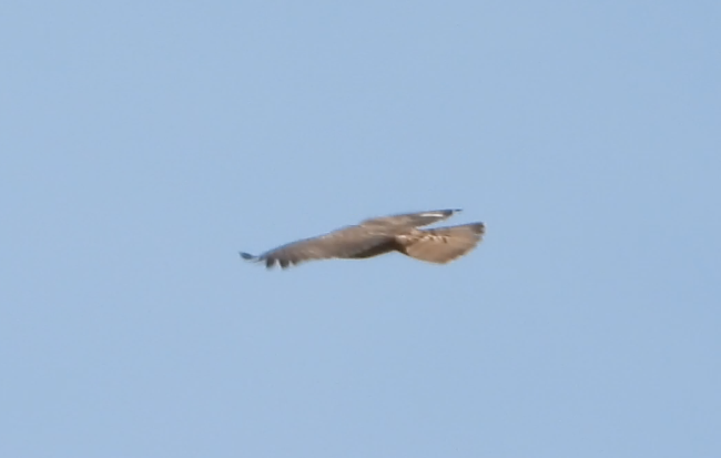 European Honey-buzzard - Jose Manuel Reyes Paez