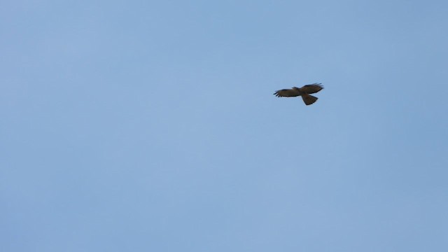 European Honey-buzzard - ML619493548