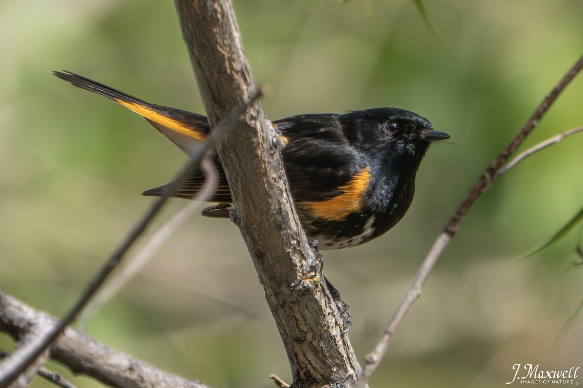 American Redstart - John Salisbury