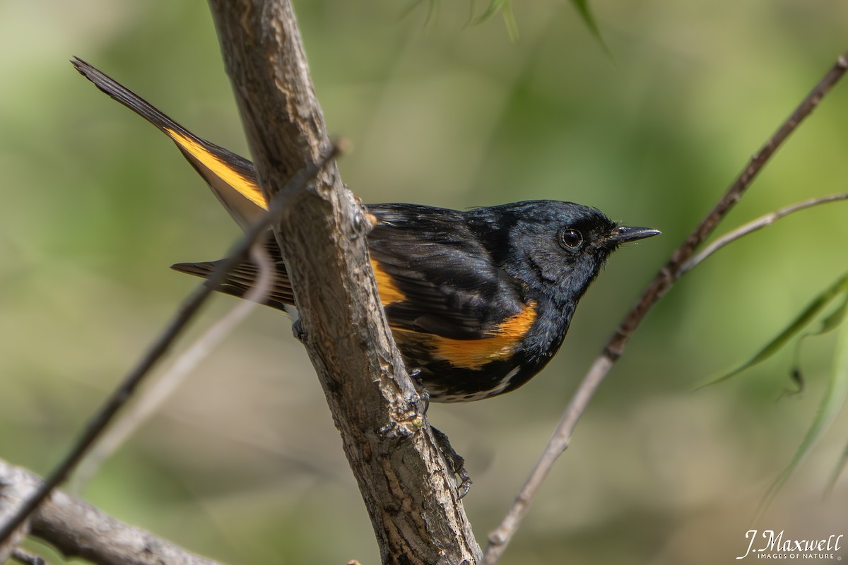 American Redstart - John Salisbury