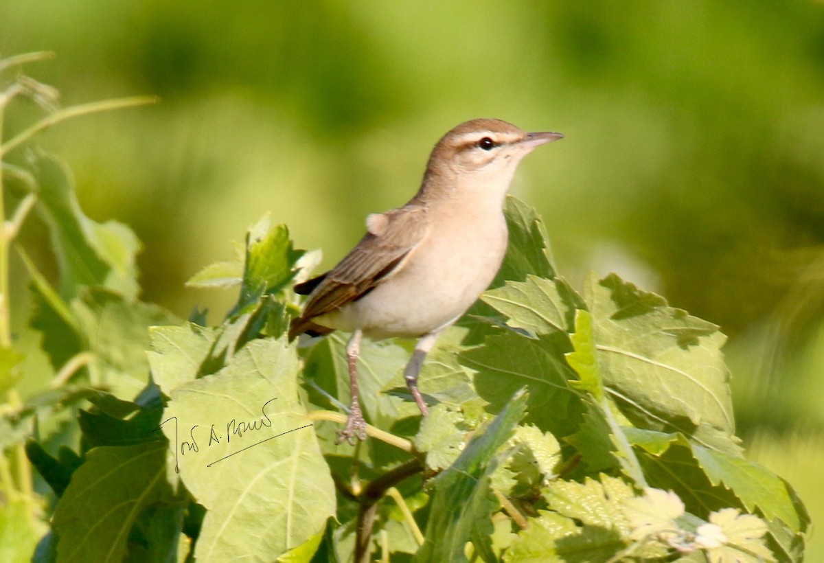 Rufous-tailed Scrub-Robin - José A. Román