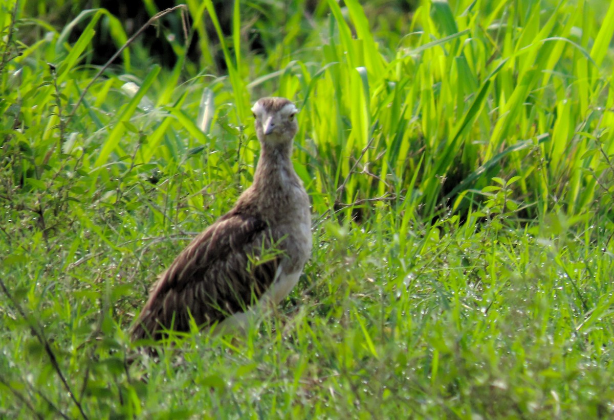 Double-striped Thick-knee - John Kugler