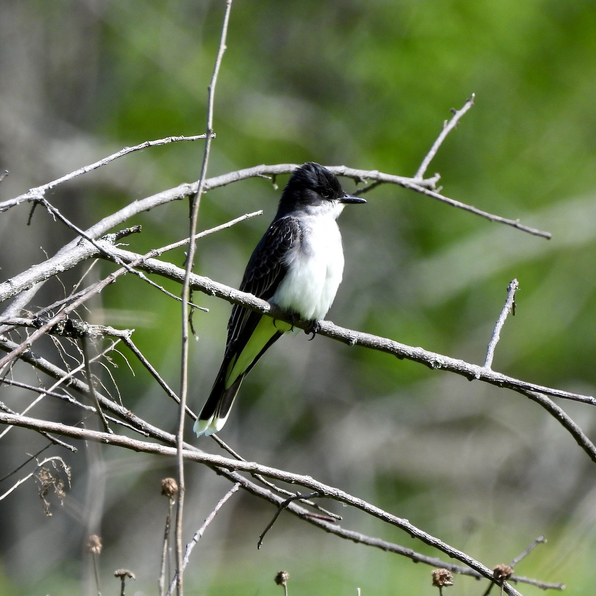 Eastern Kingbird - William McClellan