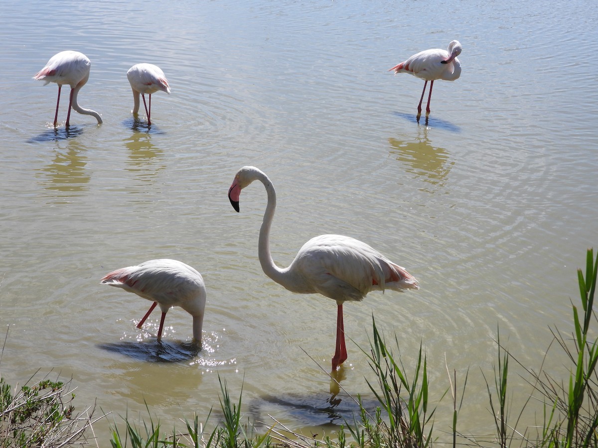 Greater Flamingo - Nicolas Detriche