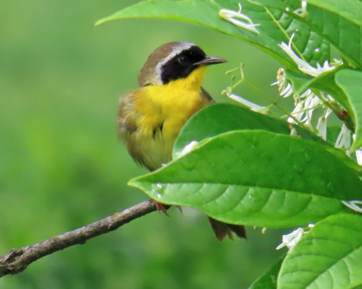 Common Yellowthroat - Andrea Evans