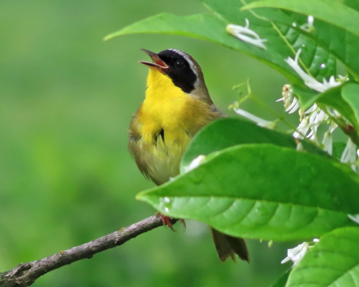 Common Yellowthroat - ML619493573