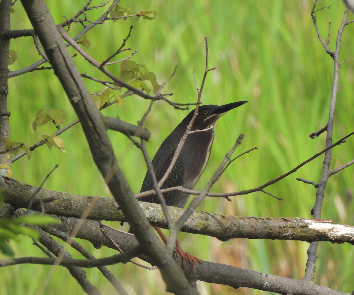 Green Heron - William McClellan