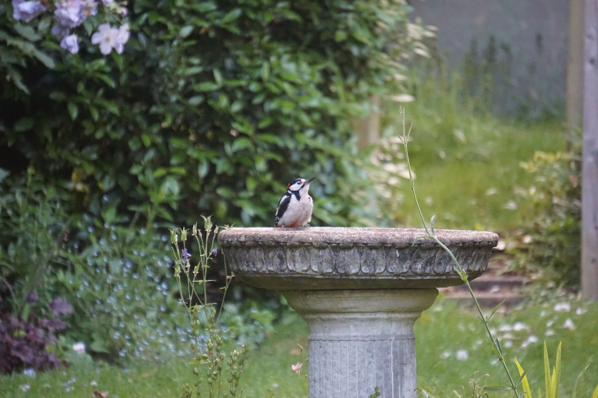 Great Spotted Woodpecker - Alex Press