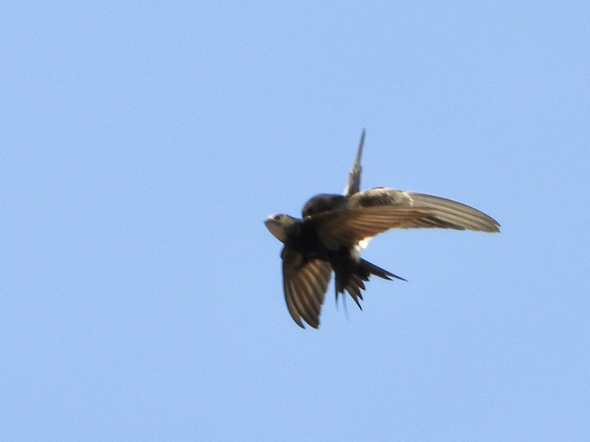 White-rumped Swift - Jose Manuel Reyes Paez