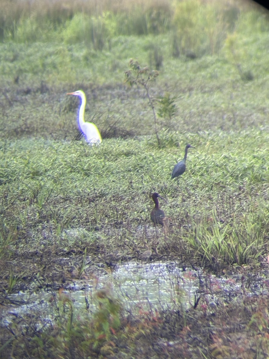 Glossy Ibis - ML619493587