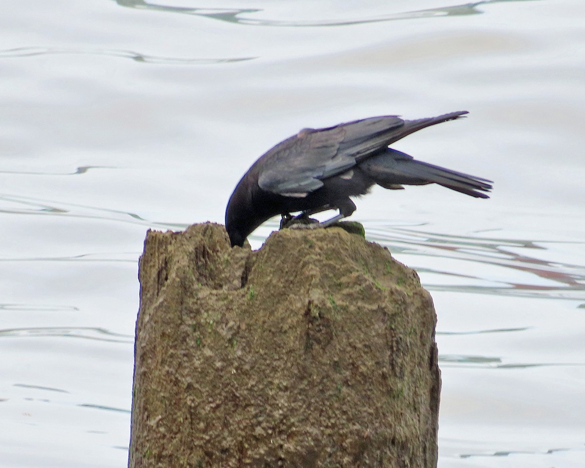 American Crow - ML619493590