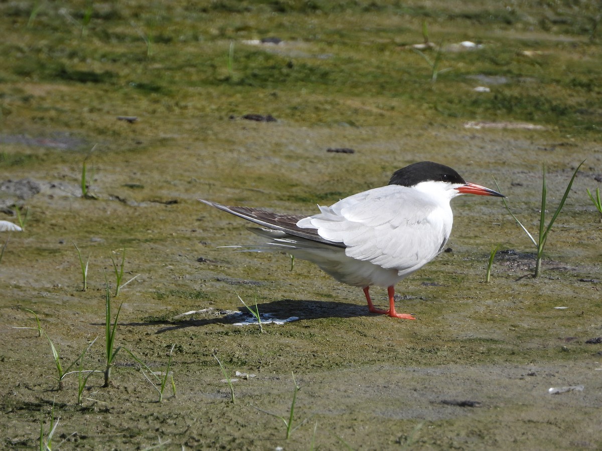 Common Tern - Nicolas Detriche