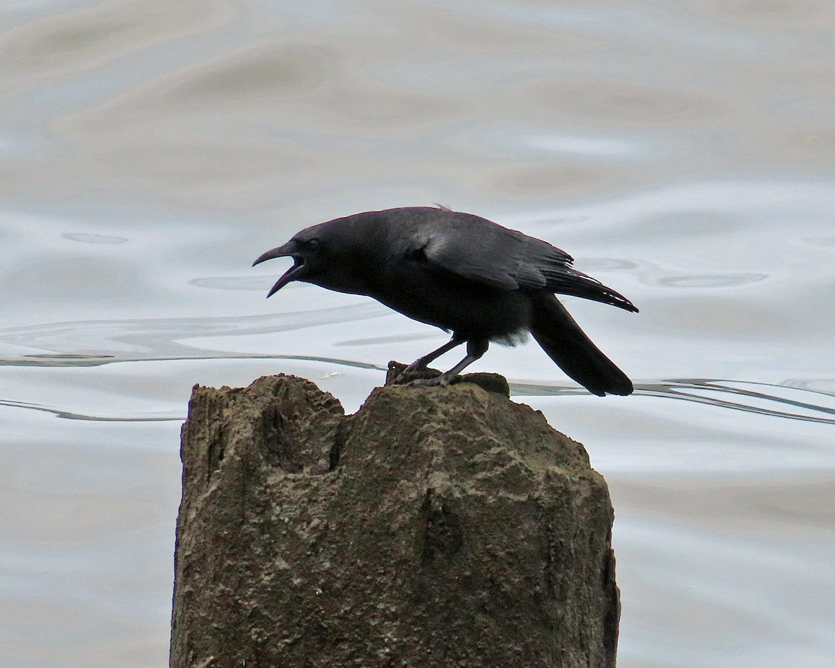 American Crow - ML619493596