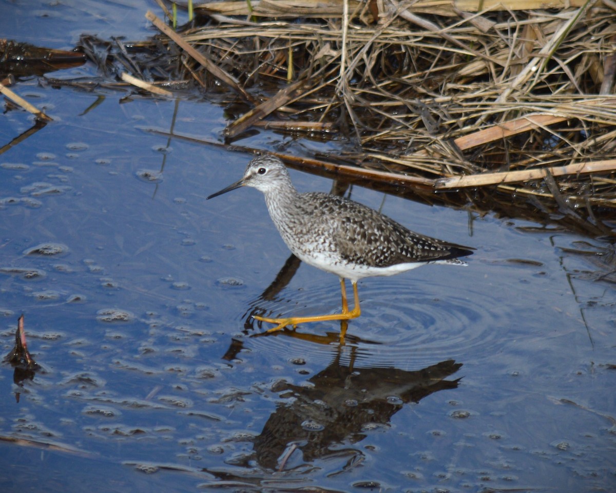 Lesser Yellowlegs - ML619493599