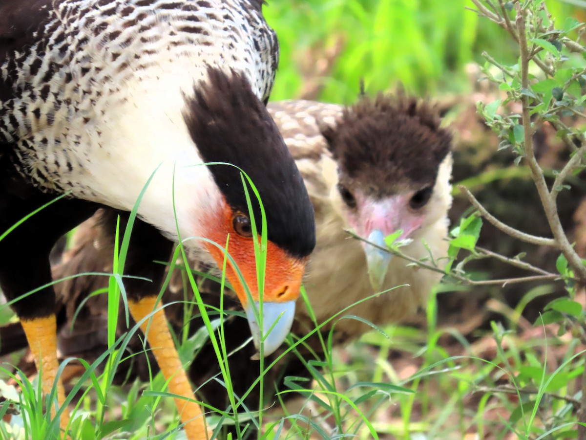 Crested Caracara - John Kugler