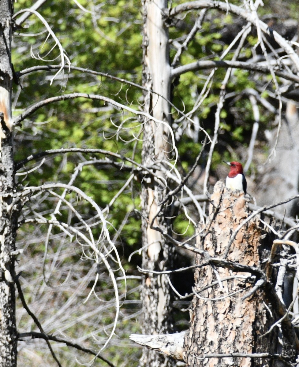 Red-headed Woodpecker - ML619493601