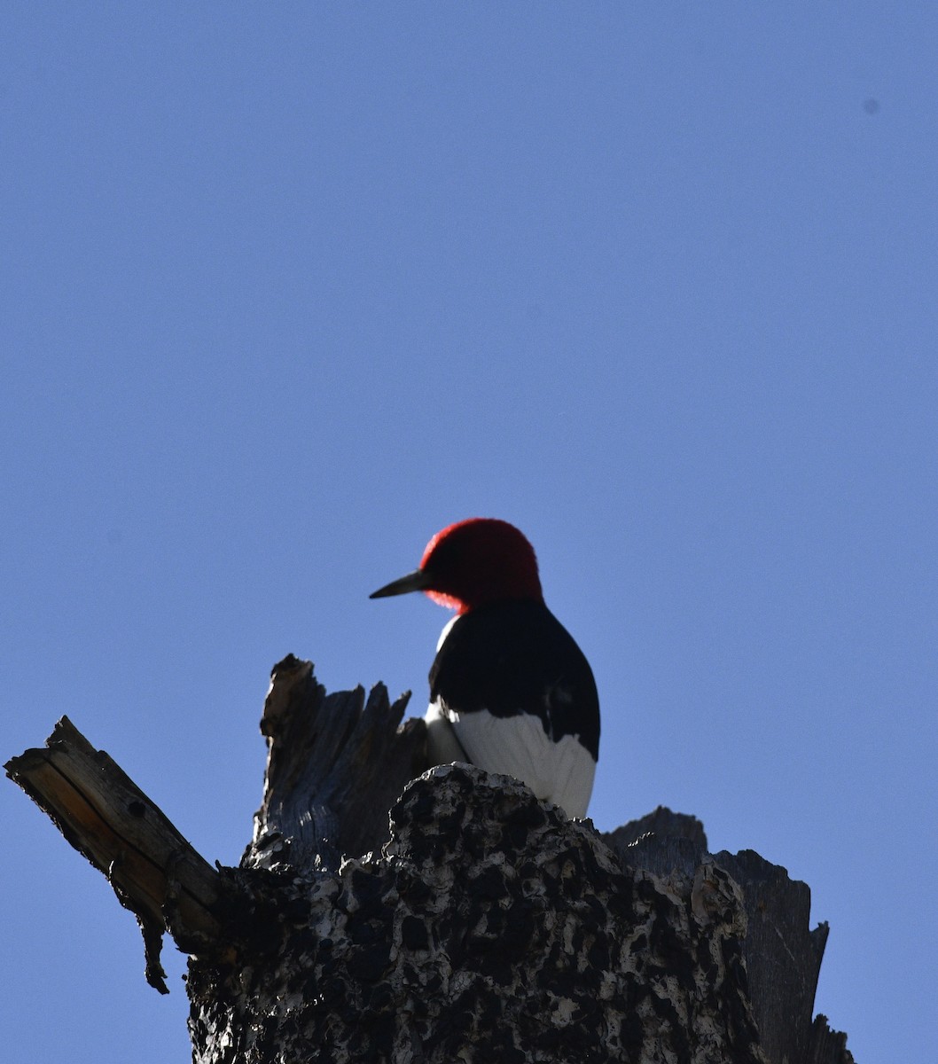 Red-headed Woodpecker - ML619493602