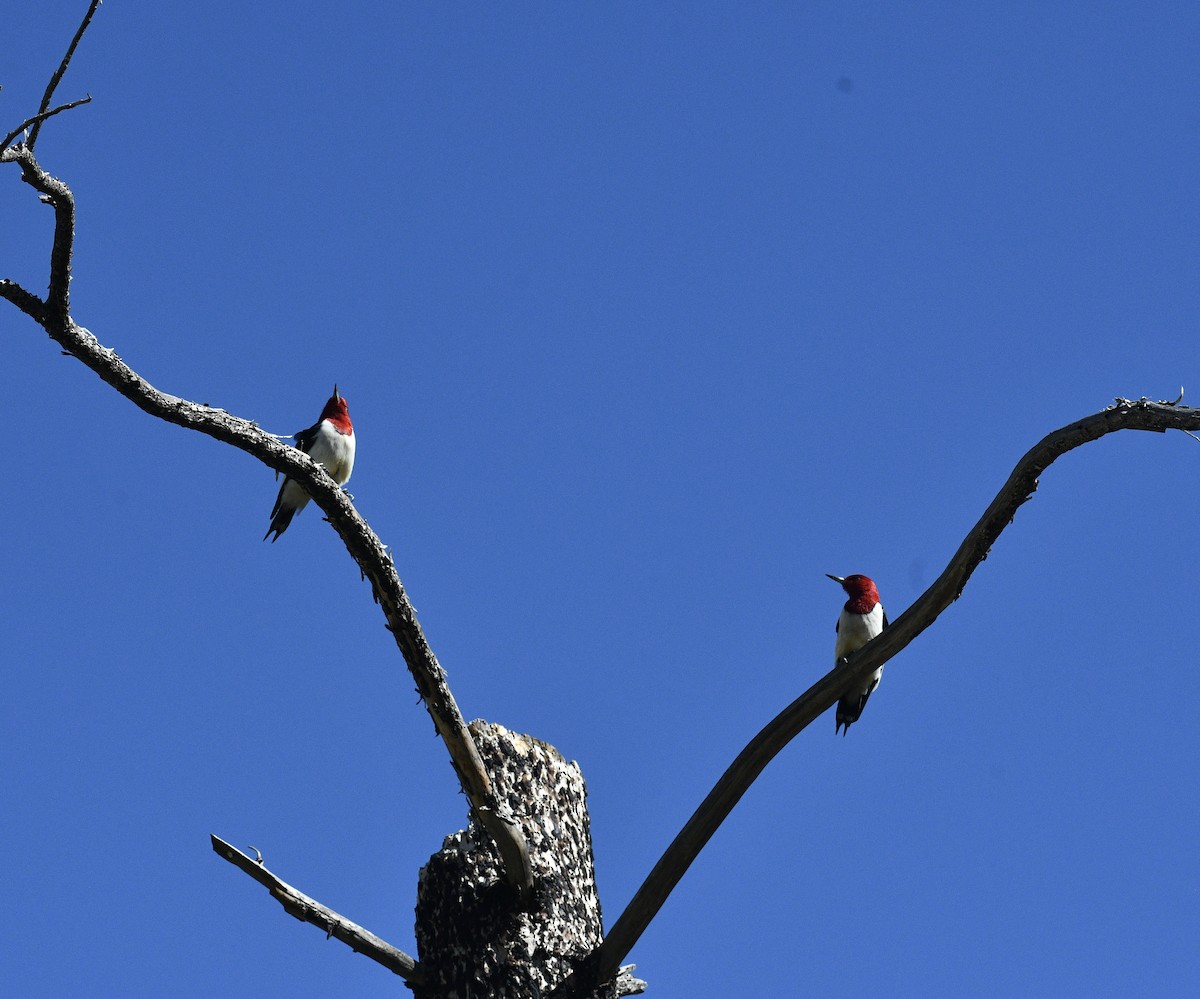 Red-headed Woodpecker - ML619493603