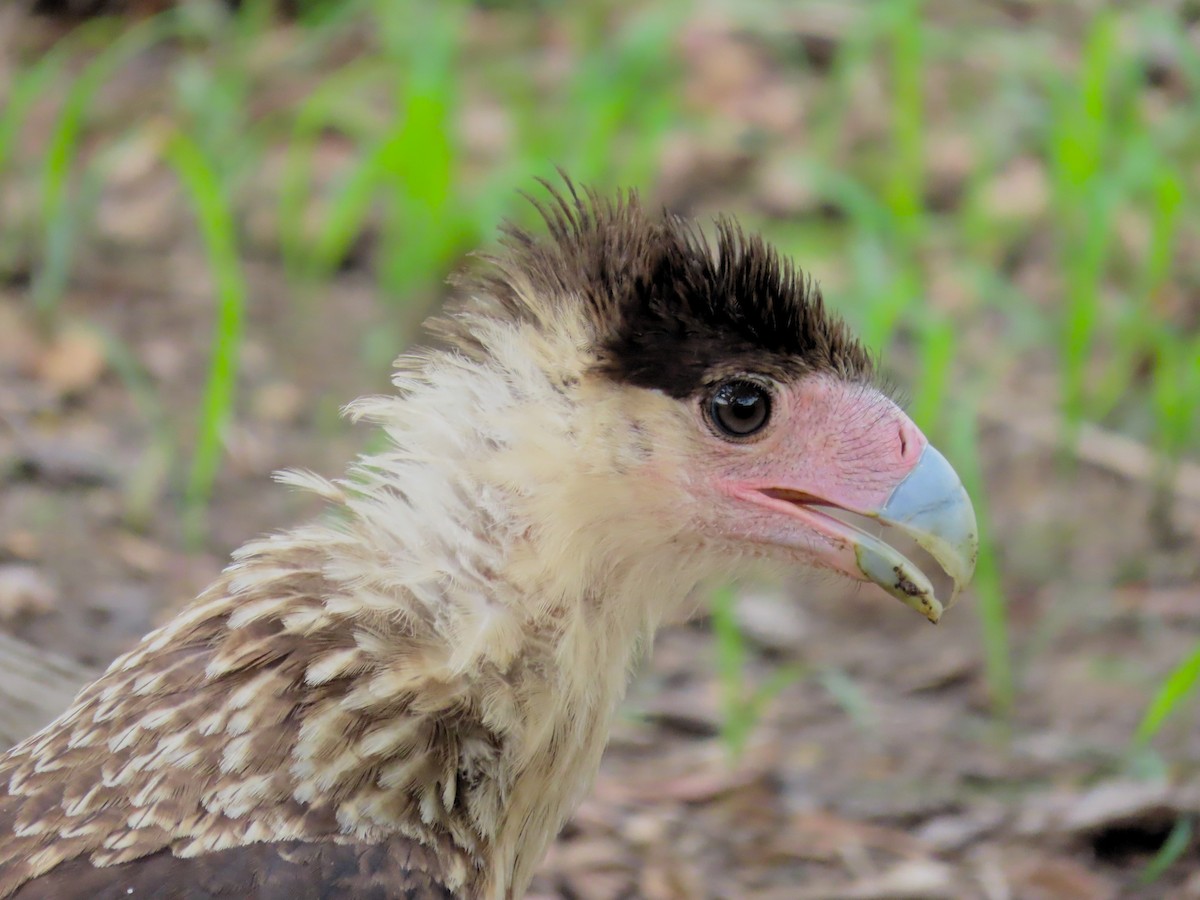 Crested Caracara - John Kugler