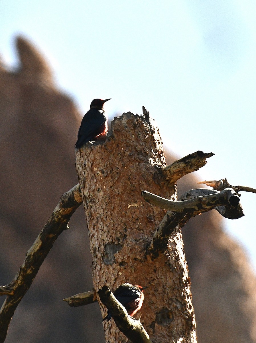 Lewis's Woodpecker - Josh Bruening