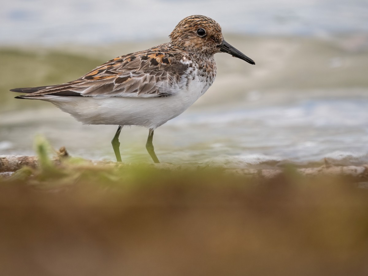 Sanderling - Sam  O'Donnell