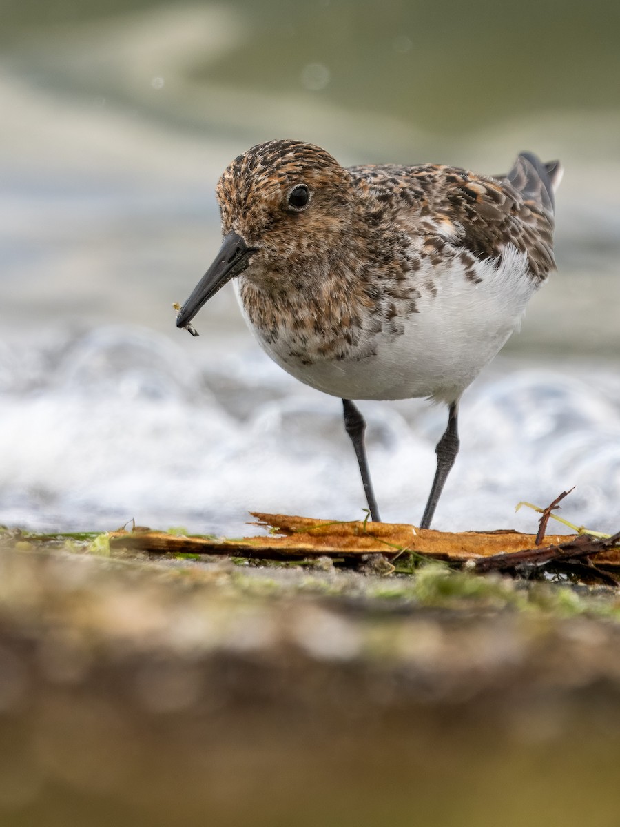 Sanderling - Sam  O'Donnell