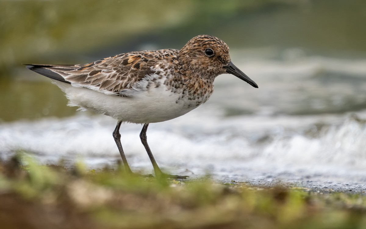 Sanderling - ML619493618