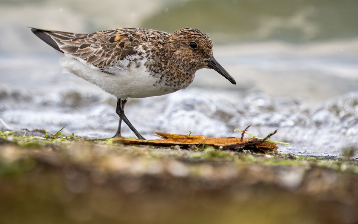 Sanderling - Sam  O'Donnell