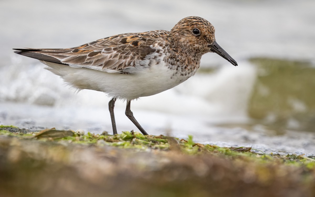 Sanderling - Sam  O'Donnell